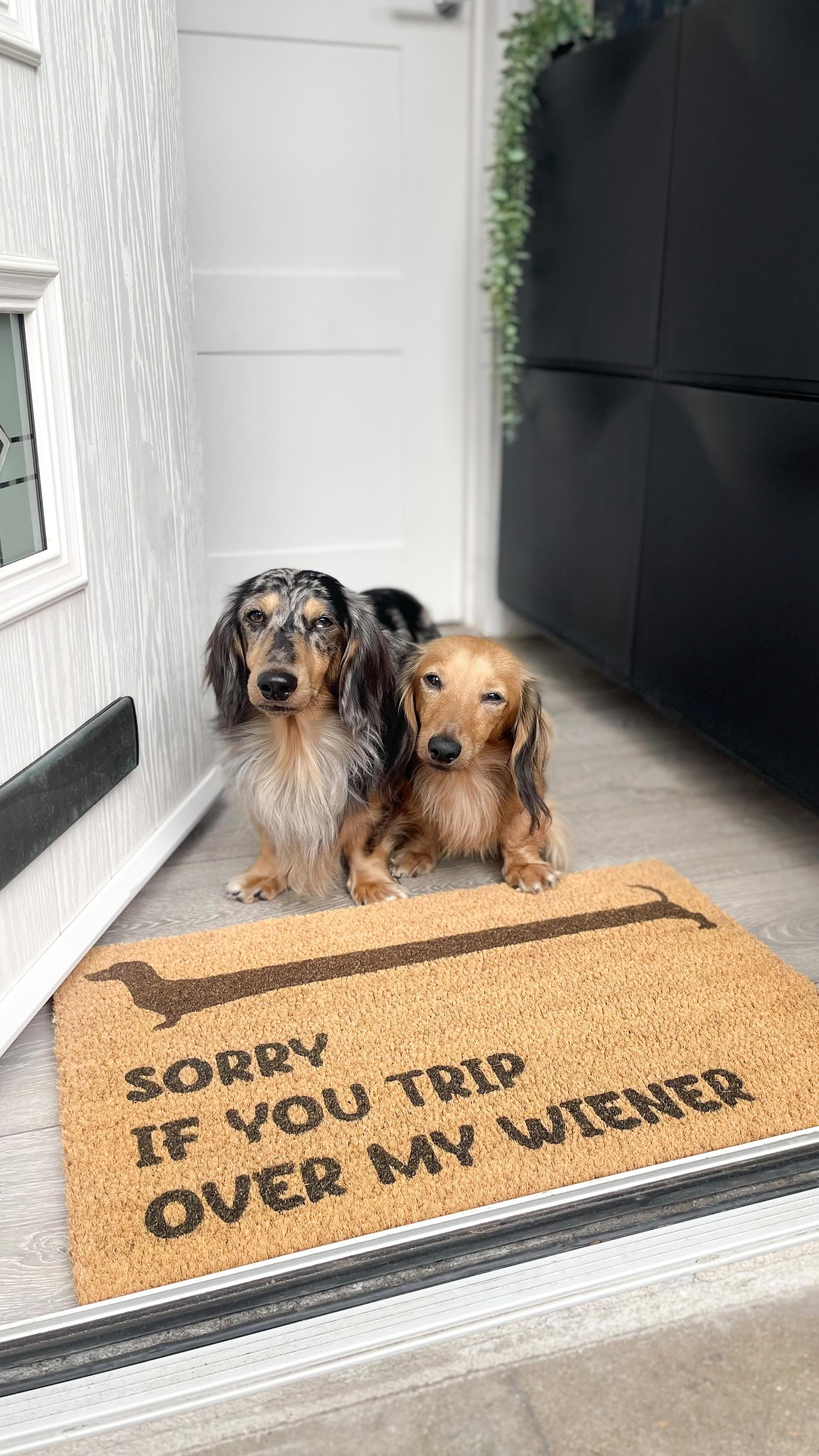 Instagram post by @louie.minidachshund for Artsy Mats. Caption reads: [...] to get one of these door mats from....