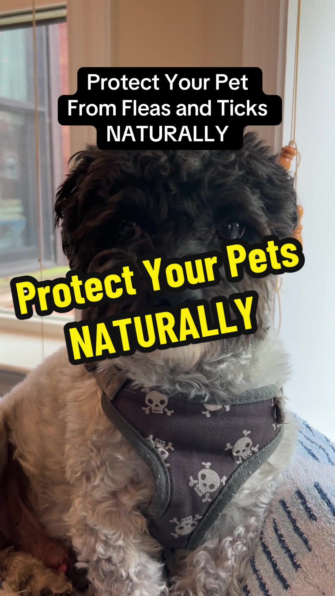 TikTok post by @dawndegraz for BugMD. Caption reads: #tiktoklive #livehighlights @BugMD #Pets....