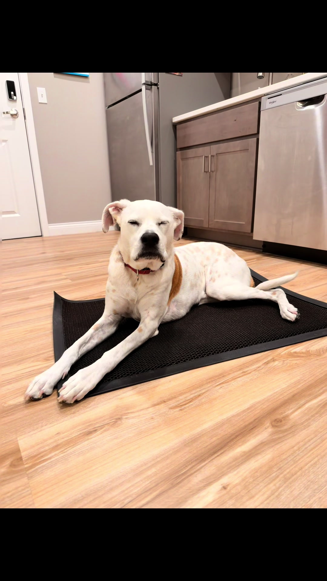 TikTok post by @linusofmo for Muddy Mat. Caption reads: [...] #dogpack #dogcare @Muddy Mat.