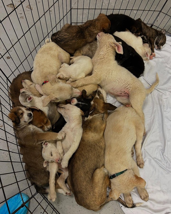 Instagram post by @thespayceproject for Pups Without Borders. Caption reads: We helped @thespayceproject intake 30+ dogs and....