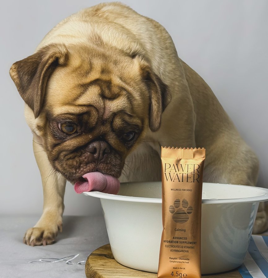 Instagram post by @adoraspellpugs for Pawer Water. Caption reads: [...] were very lucky to get sent some @pawerwater....