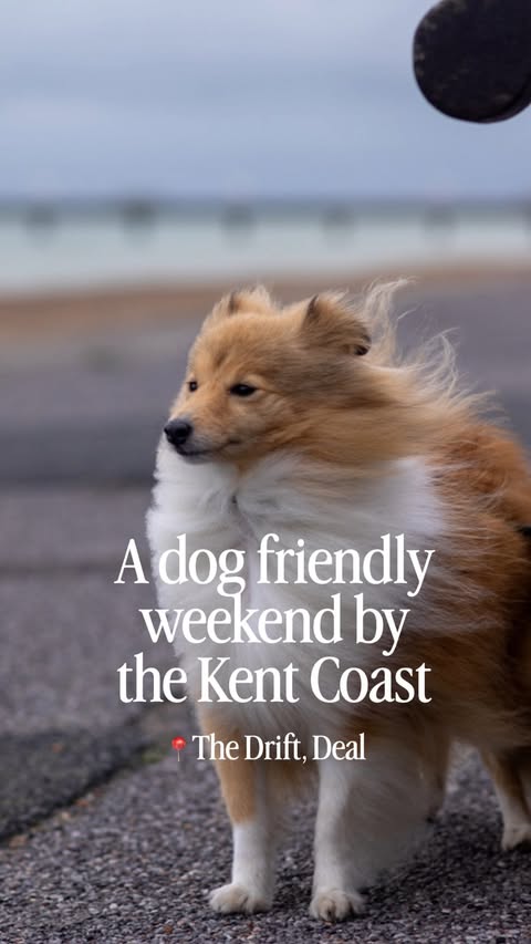 Instagram post by @londonsheltiecallie for Forthglade. Caption reads: [...] trip to Europe with @leshuttle and....