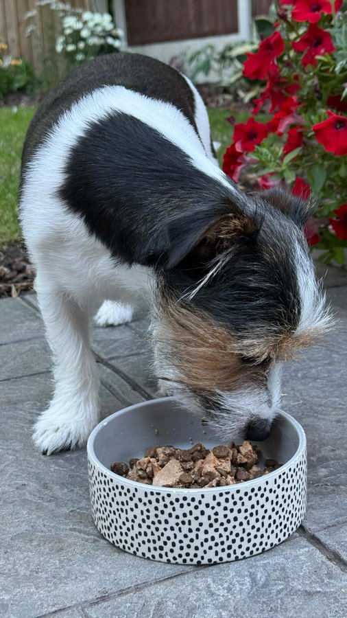 Instagram post by @walkies_with_woody for Scrumbles. Caption reads: A delicious gut friendly dinner time with....