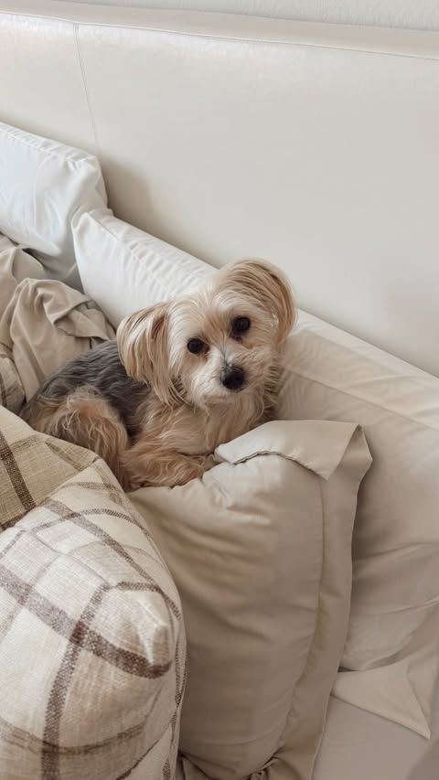 Instagram post by @allisonkhong for Axis-y. Caption reads: Night Vlog: 8pm-11pm💤☁️ #axisy #ad.