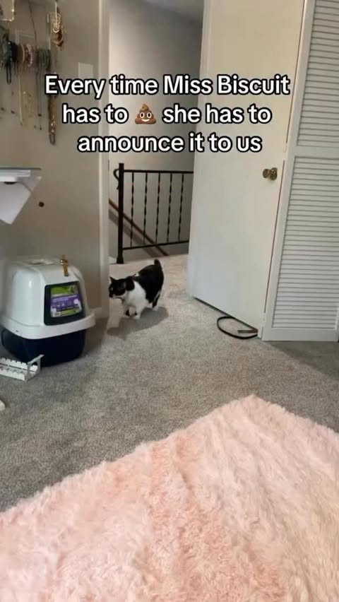 Instagram post by @mibicket for Smalls. Caption reads: [...] before having her normal @openfarmpet and....