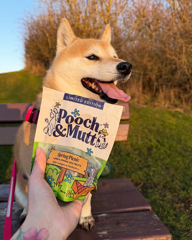 Instagram post by @inuharu0317 for Pooch and Mutt. Caption reads: [...] 💛💛💛💛💛💛💛💛💛💛 Spring Picnic....