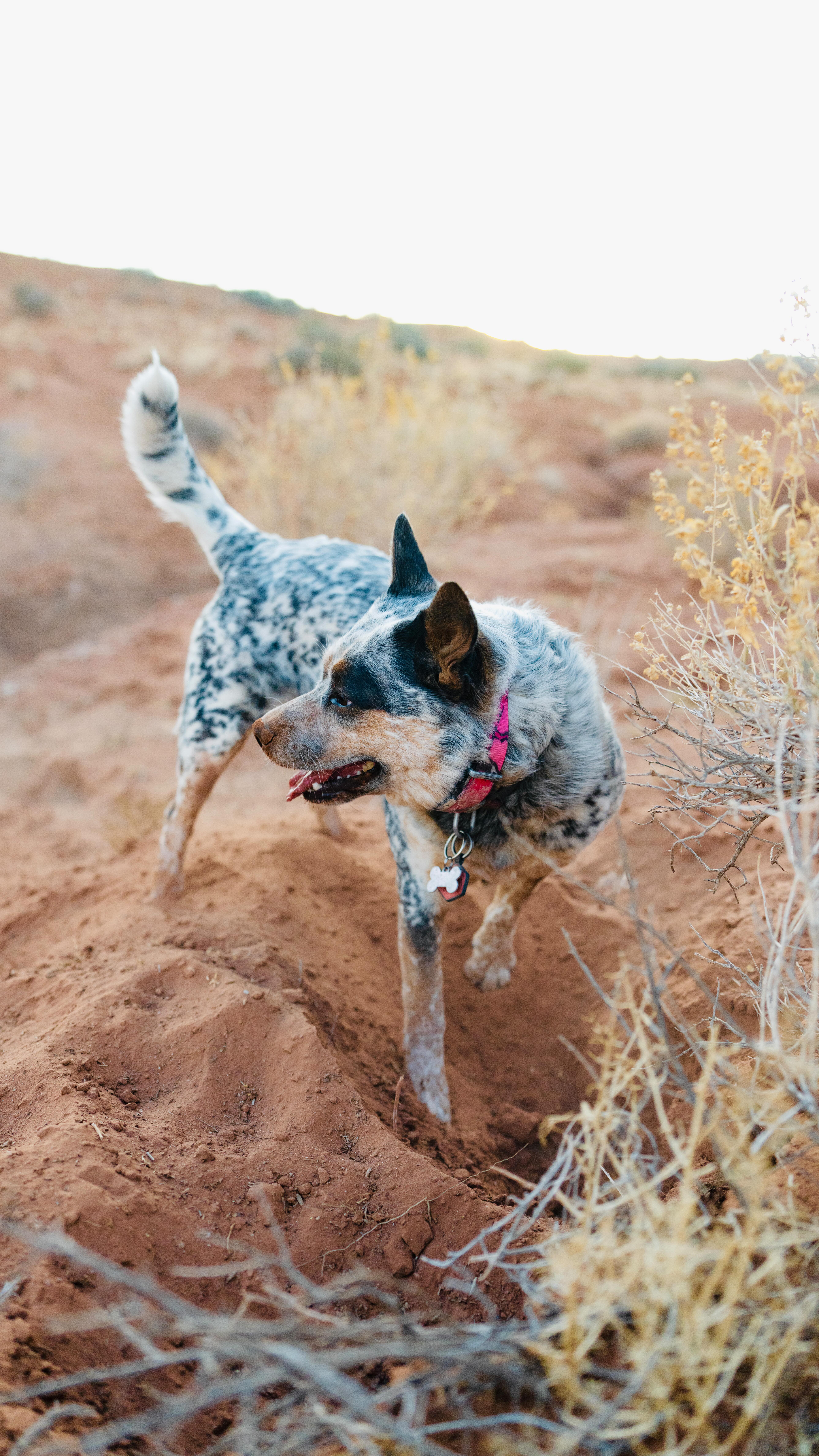 Instagram post by @apollointhewild for K&H Pet Products. Caption reads: We travel a lot—and keeping our dogs safe on the....