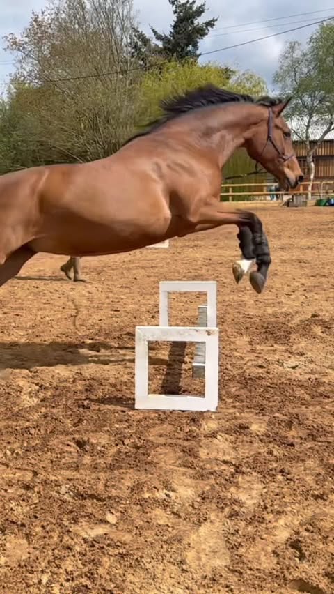 Instagram post by @mirihackett for Butternut Box. Caption reads: [...] is kindly sponsored by @butternutbox use the....
