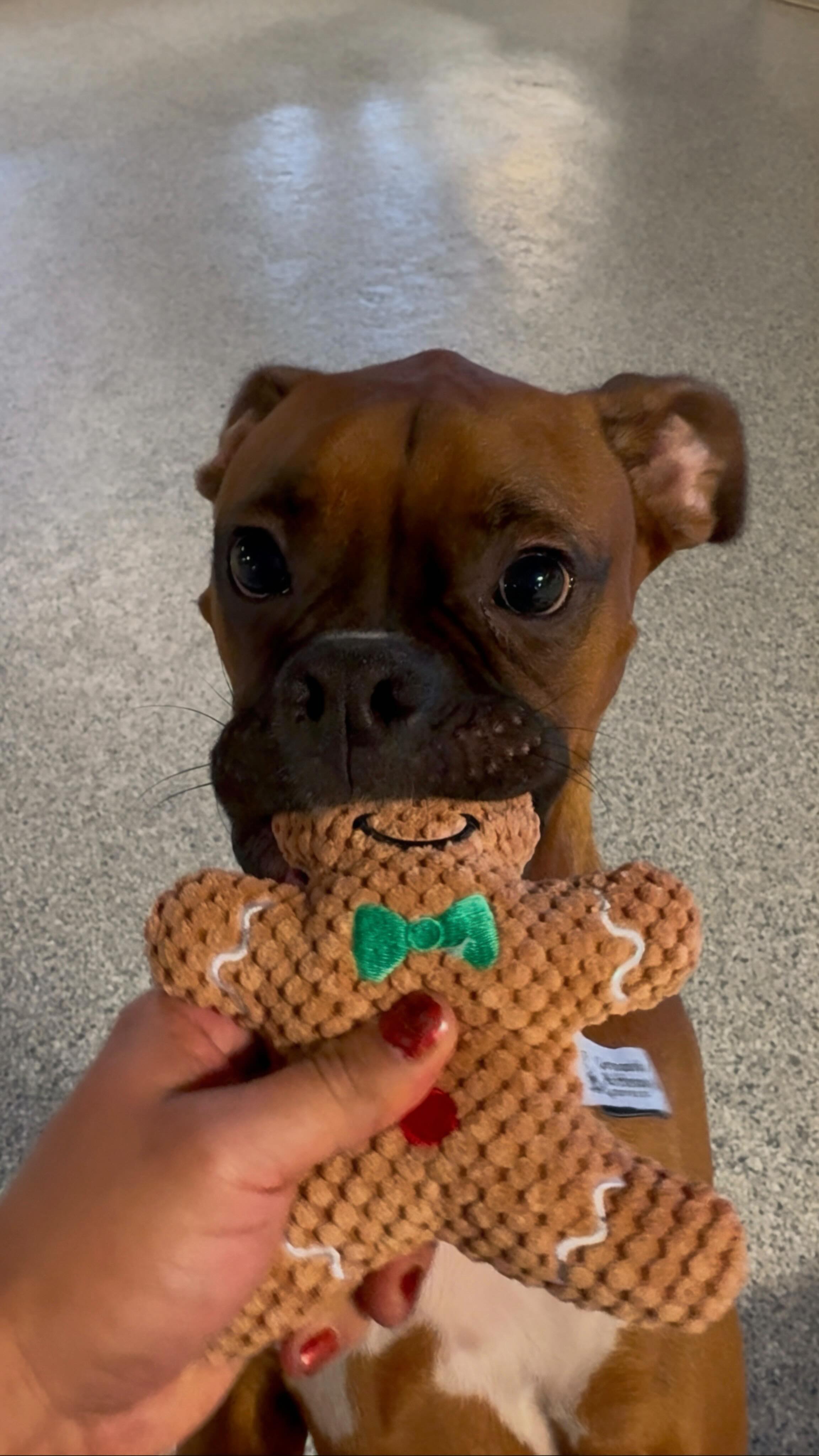 Instagram post by @bryanofomaha for Grounds & Hounds Coffee Co.. Caption reads: Surprising dogs with toys from @groundsandhounds....