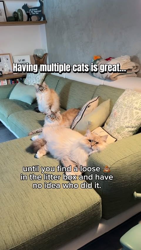 Instagram post by @turbo_piuma_pila for Siipet. Caption reads: [...] honestly couldn’t go without it anymore!....