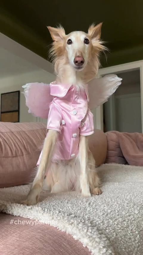 Instagram post by @cleolonglegs for Chewy. Caption reads: @chewy has all your valentine’s needs (souls [...].