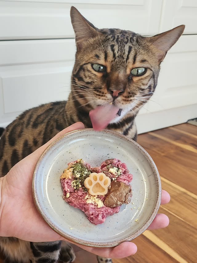 Instagram post by @pixel_thebengalcat for BIG COUNTRY RAW. Caption reads: [...] face shows how much Pixel loves his....