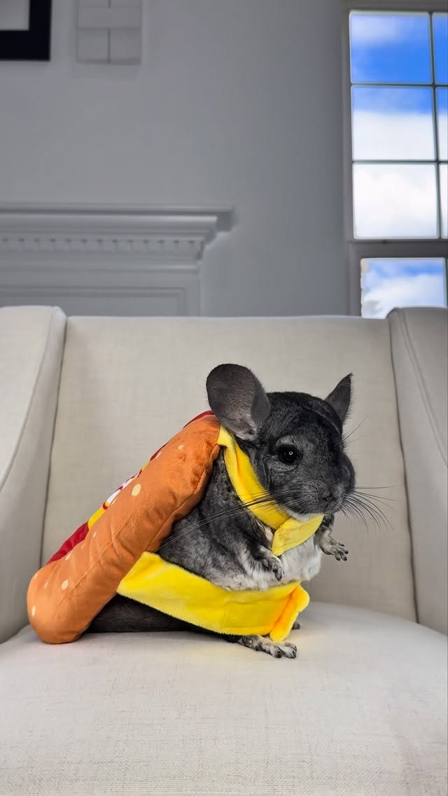 Instagram post by @phillychinchilly for Oscar Mayer. Caption reads: That is what I truly like to be....