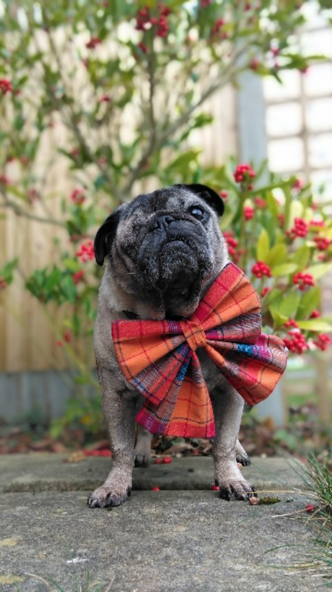 Instagram post by @lilrascalpug for Frankys Bowtique. Caption reads: A l l  I  W a n t  f o r  W o o f m a s . .....