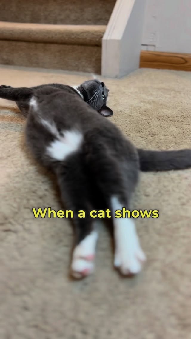 Instagram post by @purrfectinfluencer for Cats of Instagram. Caption reads: Does your cat show you their belly ?

#fblifestyle....