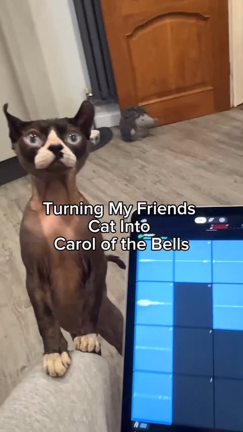 Instagram post by @fin_draper for BandLab. Caption reads: [...] a Cat into Carol of the Bells with @bandlab....