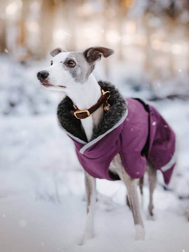 Instagram post by @whippetvilja for Pomppa Dogwear. Caption reads: [...] warm in their amazing clothes form....