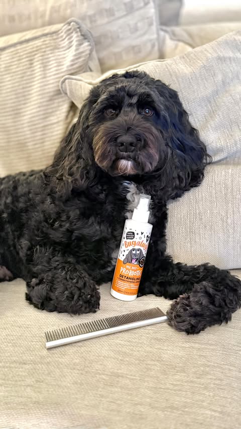 Instagram post by @patu_the_cockapoo for Bugalugs Pet Care. Caption reads: [...] 𝗦𝗽𝗿𝗮𝘆 𝗳𝗿𝗼𝗺 @bugalugspetcare 🧡Super....