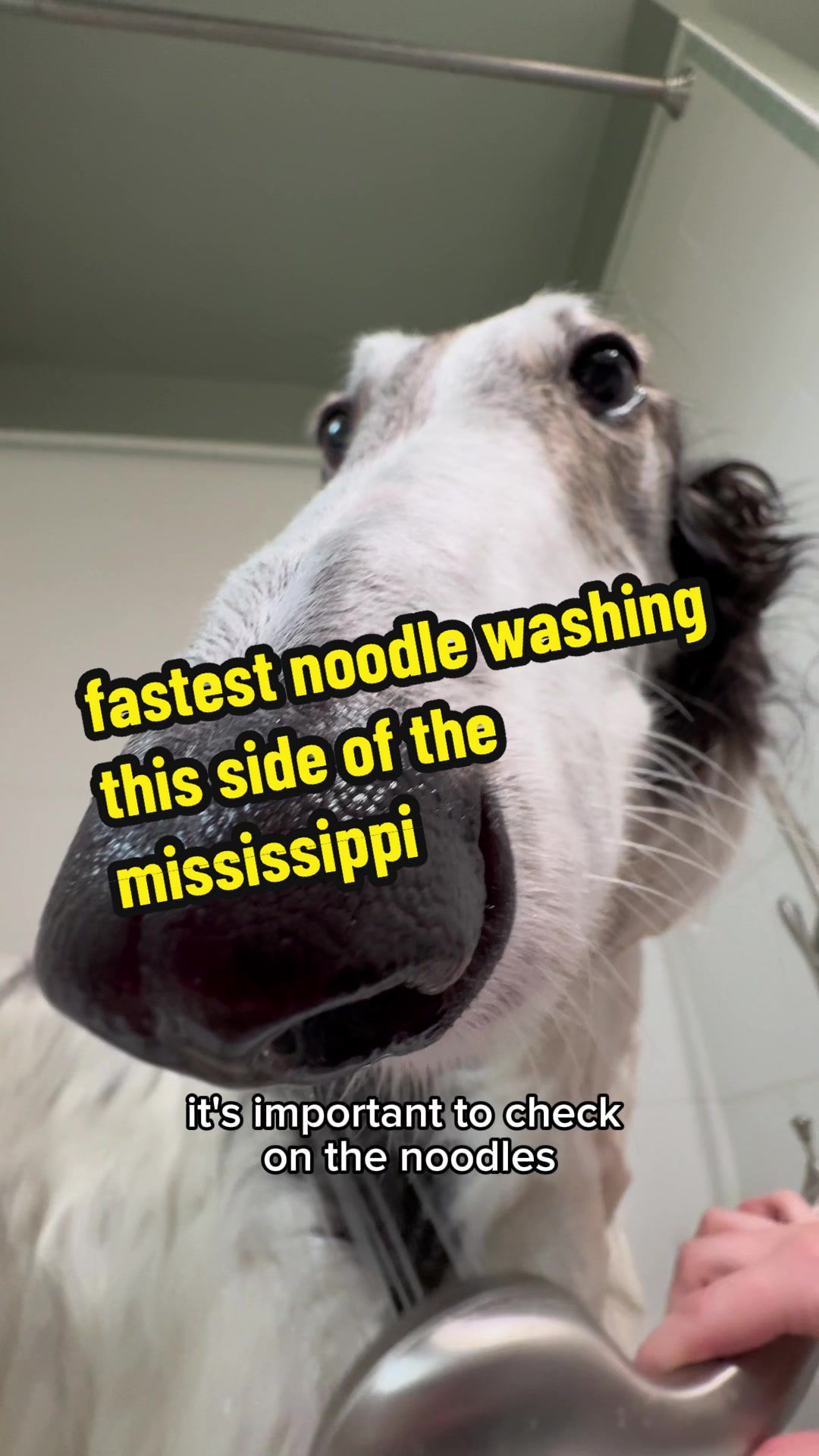 TikTok post by @cleolonglegs for Earth Rated. Caption reads: fast dogs need fast baths @earthrated can help.....