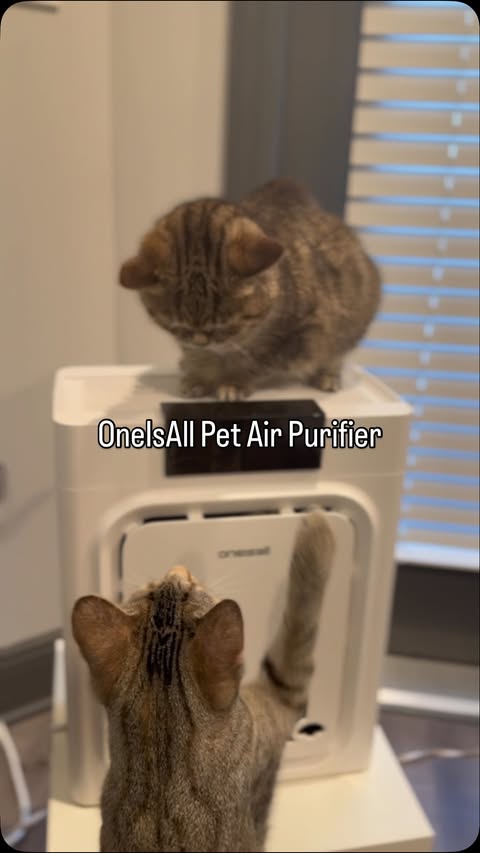 Instagram post by @melodyandjiggy for Oneisall. Caption reads: [...] the link in my link tree to get your....