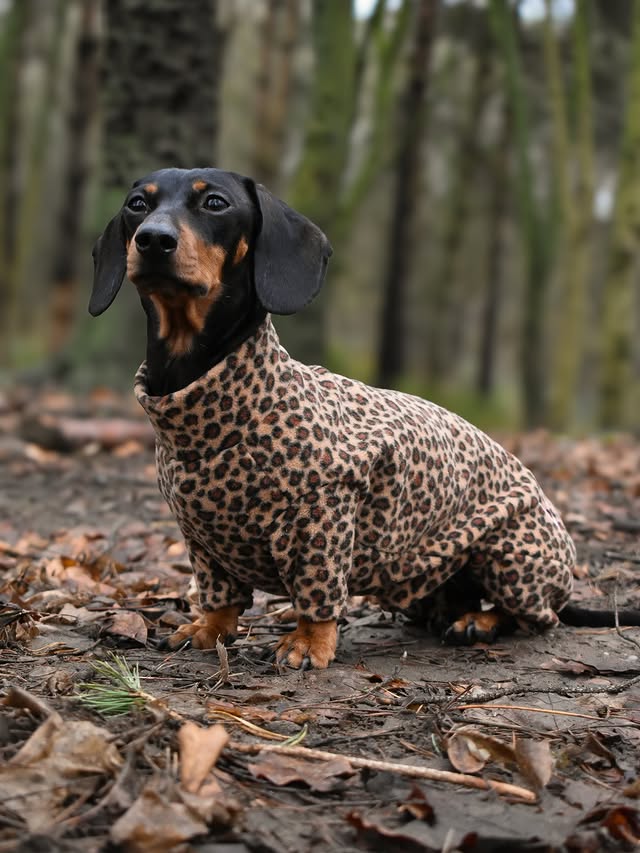 Instagram post by @thesausageandlabadventures for Hugo and Ted. Caption reads: My wild child 🤎🐆 @hugoandted always keeping us....