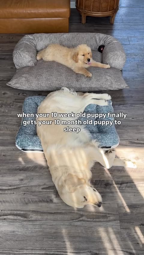 Instagram post by @threegoldiesonepyr for Snoozer Pet Products. Caption reads: They worked out the bed arrangement independently....