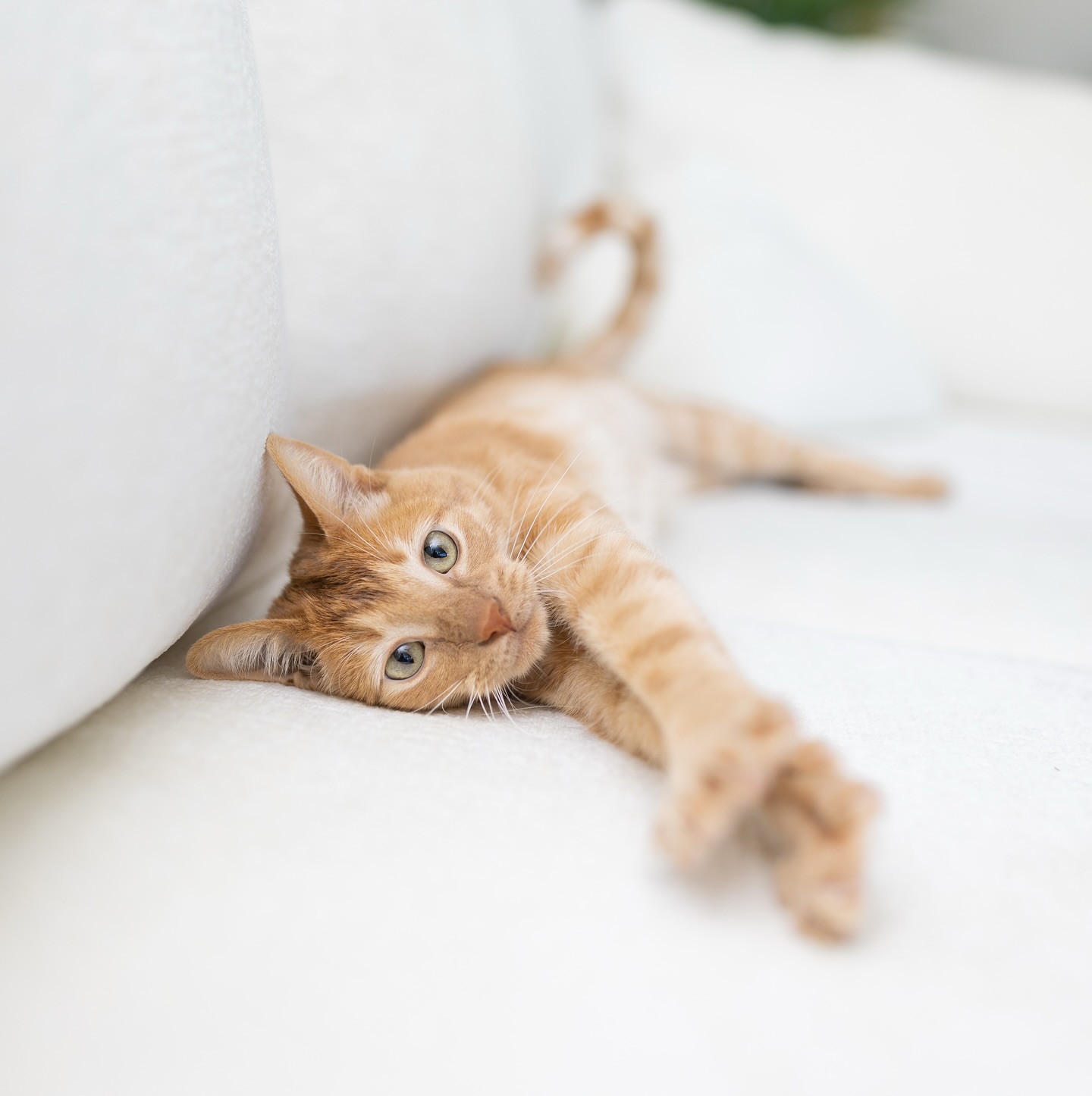 Instagram post by @kittenxlady for Hills Pet. Caption reads: #HillsPartner #Ad Some of the greatest love....