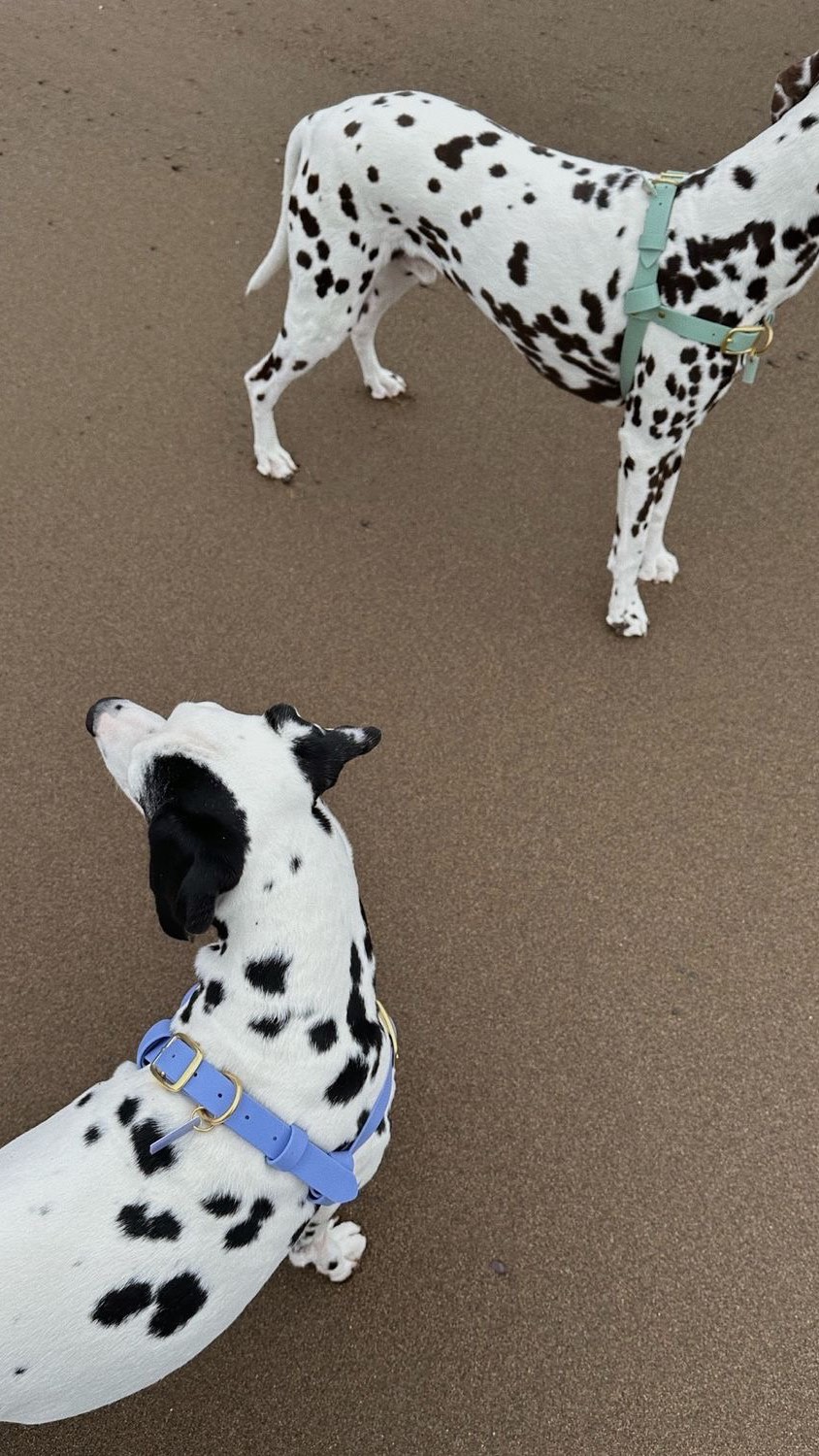 Instagram post by @aysubassar for Guerlain. Caption reads: Köpeği görünce bana gelen şok😳 #makeup #story....