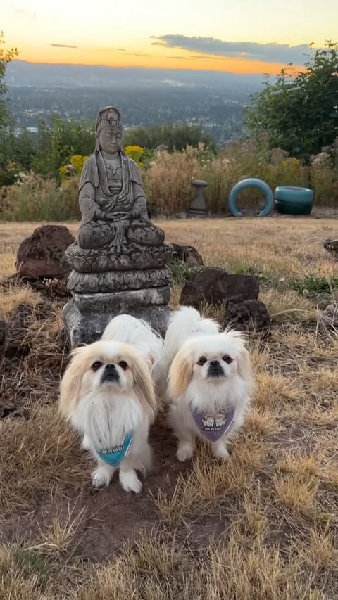 Instagram post by @team_pekingese for Sniffspot. Caption reads: [...] That’s one of the things I love about....