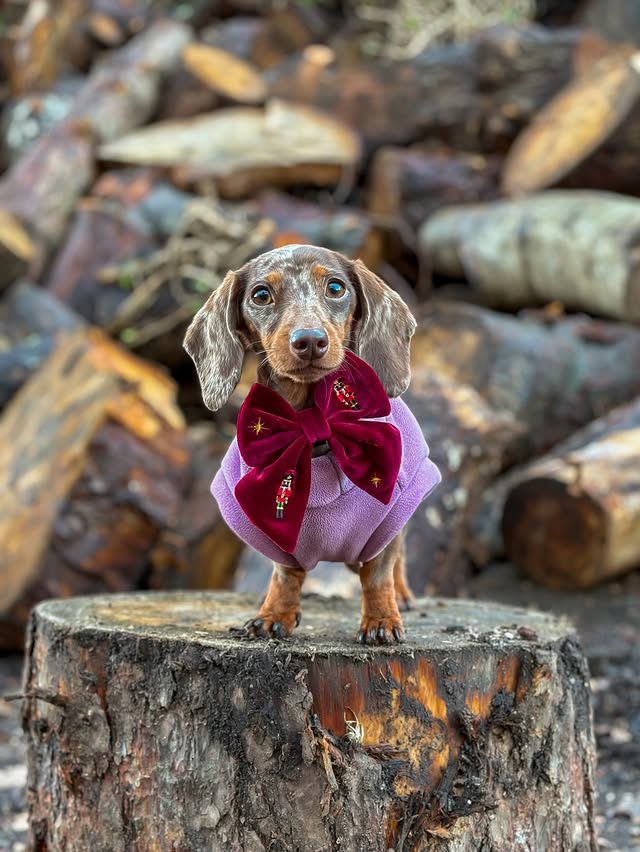 Instagram post by @margotdapple for Cocopup London. Caption reads: ready for a weekend of festivities 🥰✨

margot’s....