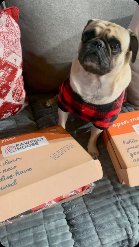 Instagram post by @simbanala_thepugs for Pawfect House. Caption reads: [...] cutest Dogmom onesie & slippers from....