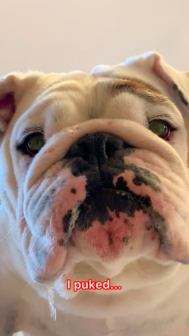 Instagram post by @eggnogthebulldog for Zesty Paws. Caption reads: I think we need a new “normal”...🤔 That’s why we....