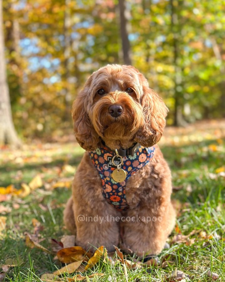 Instagram post by @indy.thecockapoo for Sassy Woof. Caption reads: Happy November 1st everyone🍂

We see a lot of....