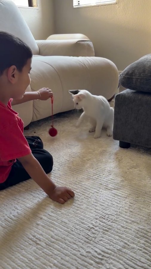 Instagram post by @bebekolog_ for Cheerble. Caption reads: ✨ Hours of fun, zero boredom! 🐾 Pamuk can’t get....