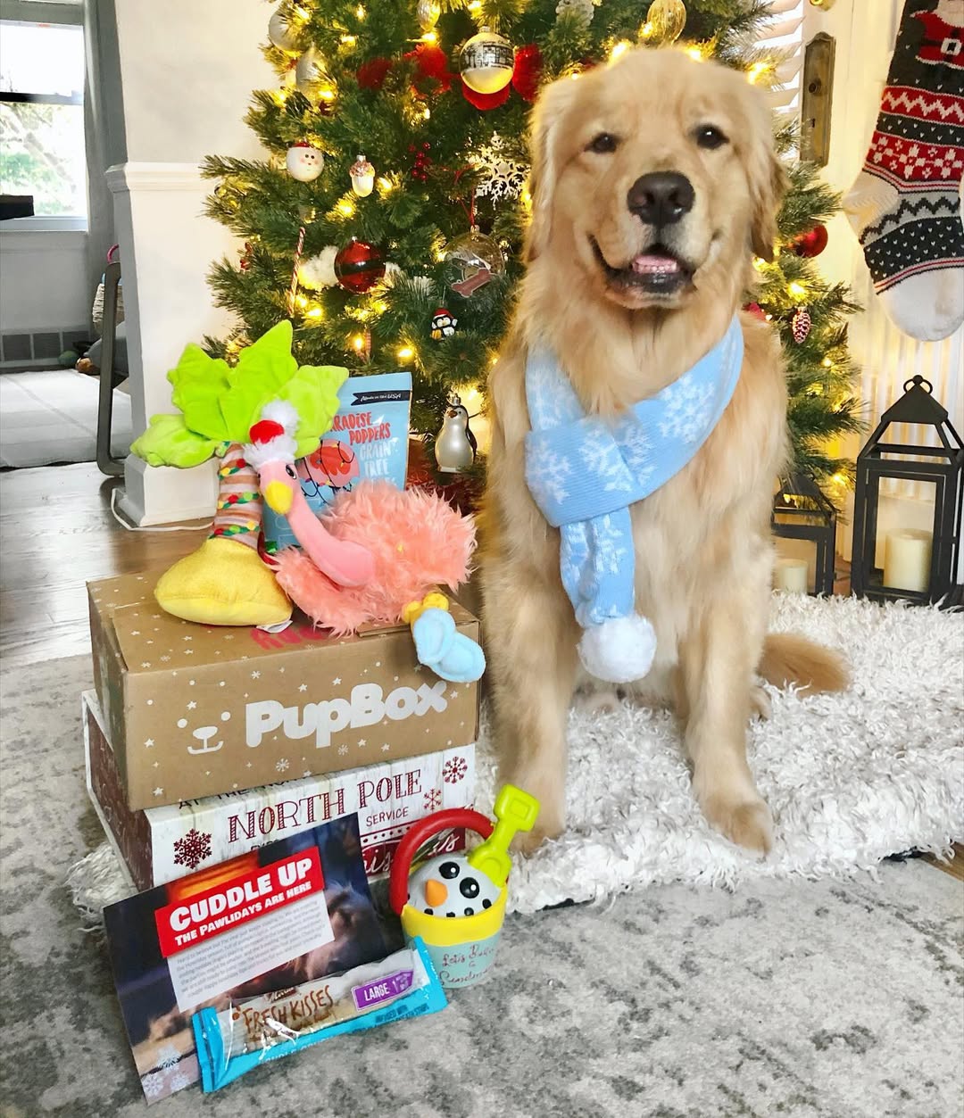 Instagram post by @goodboymulligan for PupBox. Caption reads: Seasons Treatings!! 😝🐾 Been spending my Saturday....