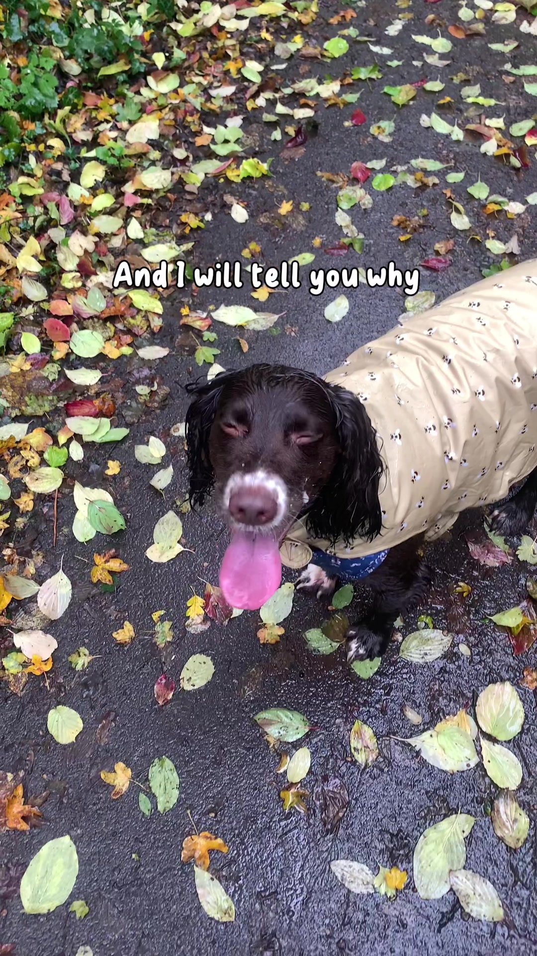 TikTok post by @woody_the_englishcocker for DotDotPet. Caption reads: These eco towels from @dotdotpet are perfect for....