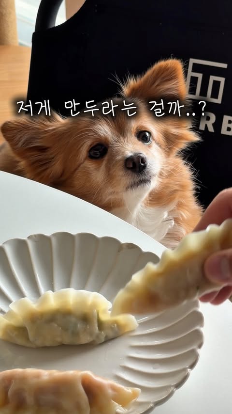 Instagram post by @bambi__jeju for Harim Pet Food. Caption reads: [...] 행복만 남기기🫶 밤비가 먹은 더리얼 제품! @harimpetfood ✨지금....