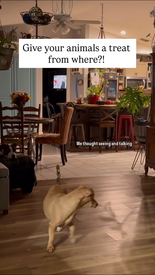 Instagram post by @justtheblendedwells for Petcube. Caption reads: [...] the end 😂 This is brilliant, thank you....