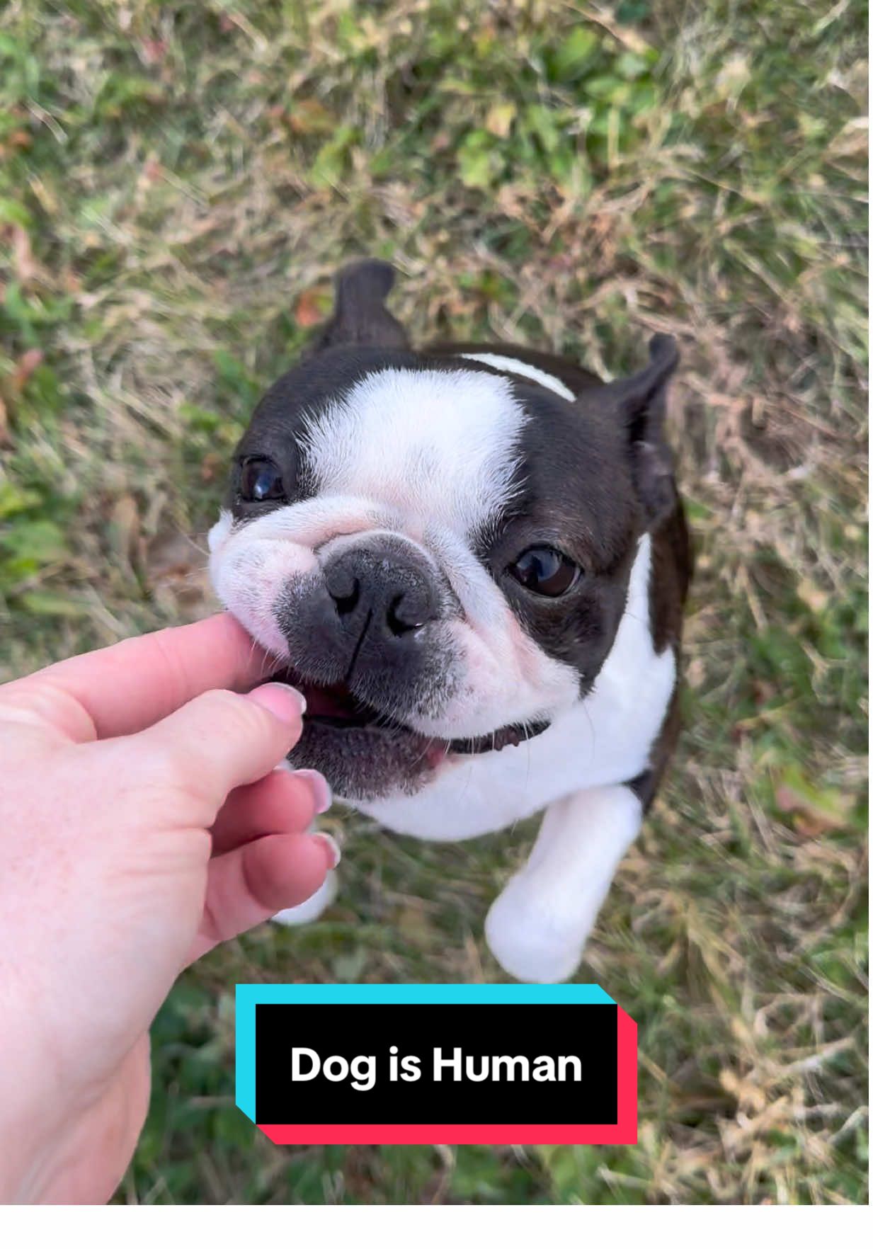 TikTok post by @jessperbostons for Dog is Human. Caption reads: One chew, so many benefits. @Dog is Human....