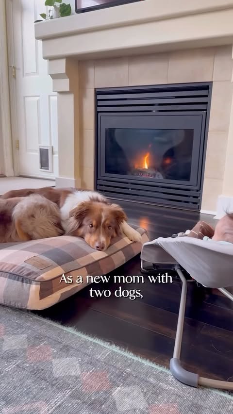 Instagram post by @travelwithauss for Halo Collar. Caption reads: This is our first holiday season as a family of....