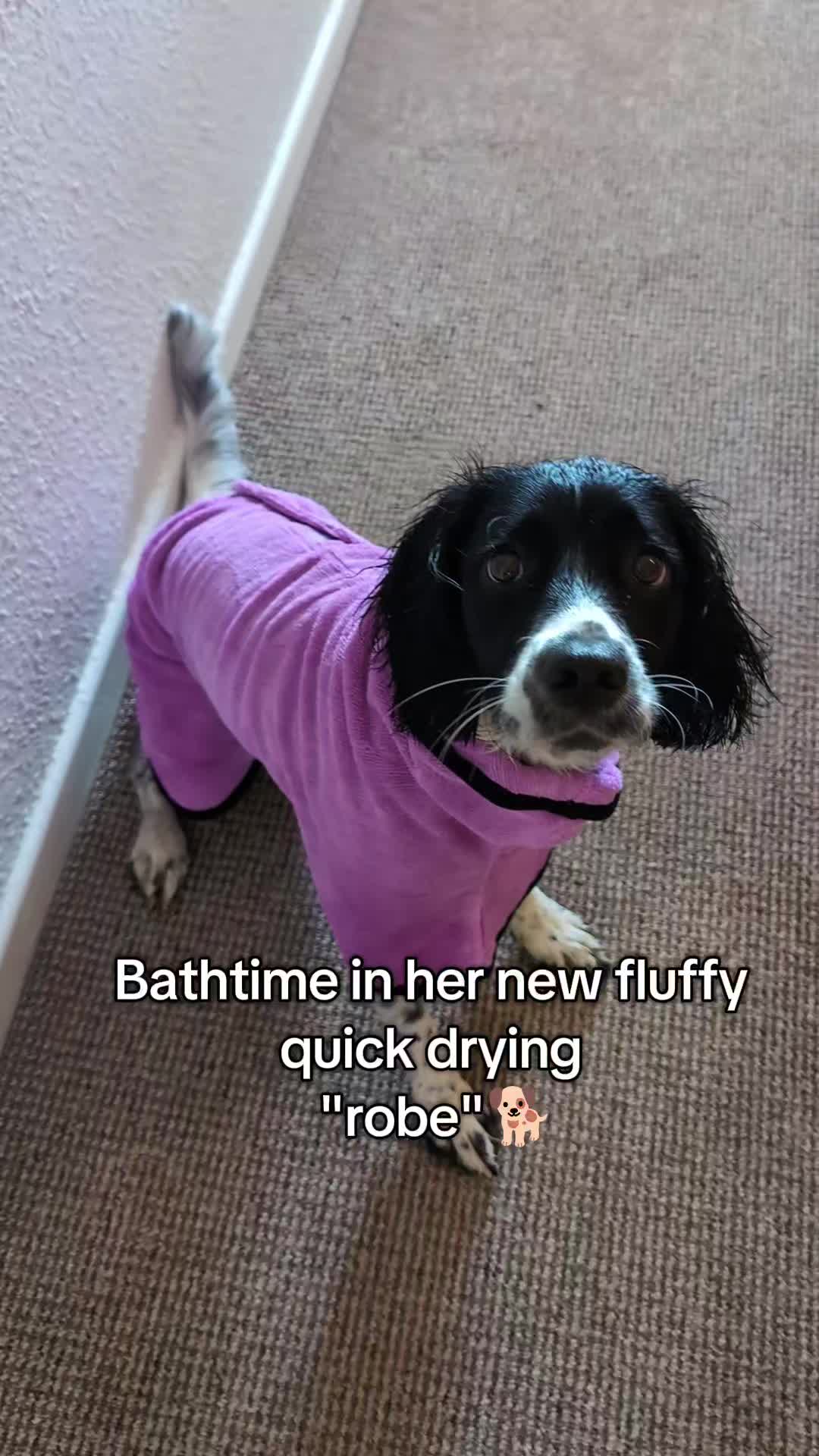 TikTok post by @itsadogslifemabel for DotDotPet. Caption reads: Smelling fresh on a bank holiday 💟🌞 @dotdotpet....