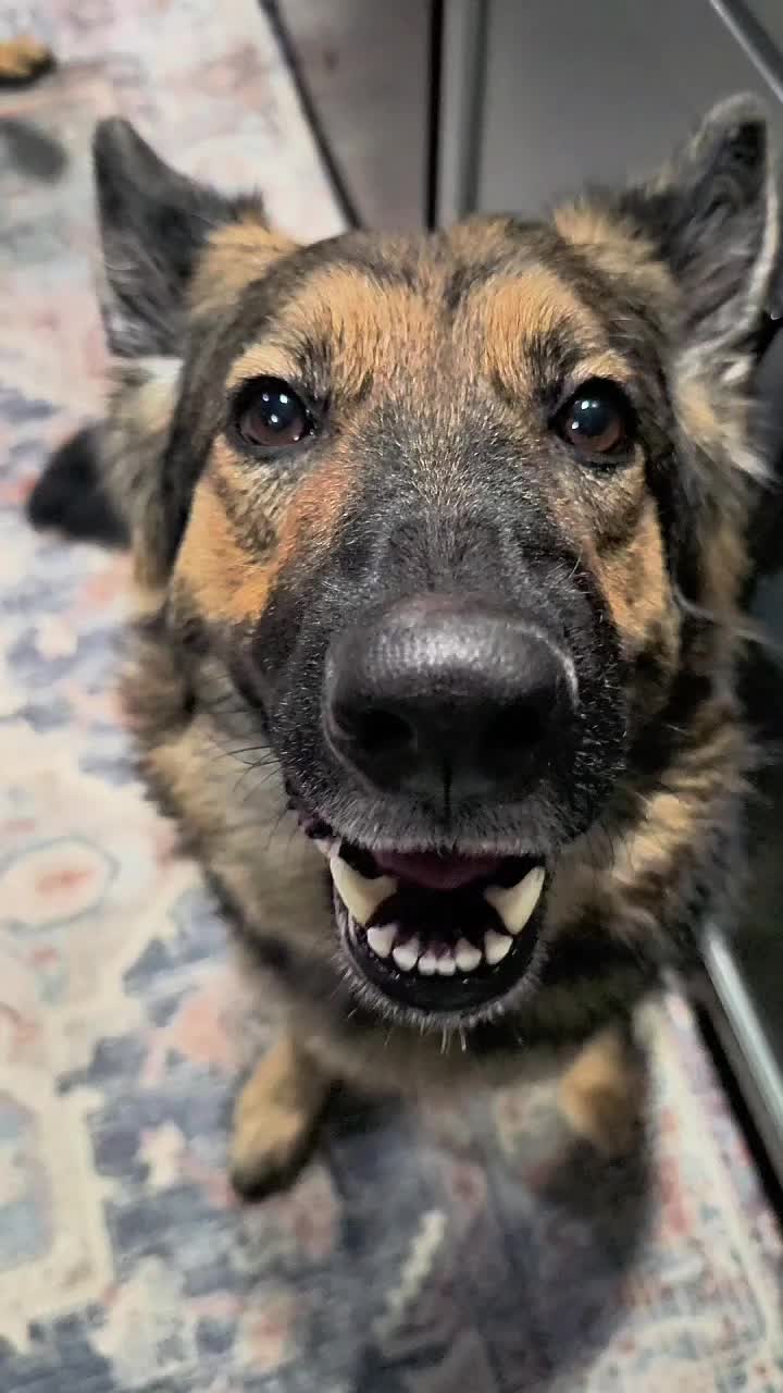 TikTok post by @titan.the.shepherd for King Lou. Caption reads: [...] help teeth 🦷✨ #Snacks #Health #Pets....