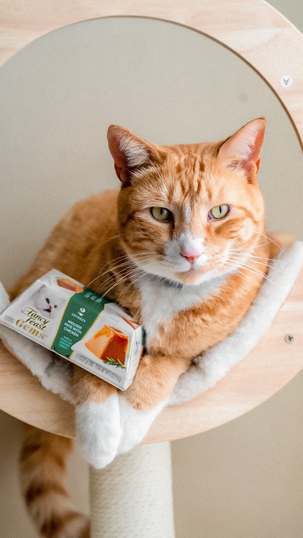 Instagram post by @kate_romanoff for Fancy Feast. Caption reads: #ad Start the day with care.

@FancyFeastcatfood....