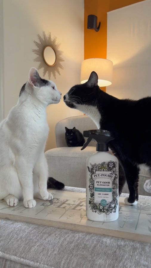 Instagram post by @mommaandmeow for ~Pourri. Caption reads: [...] even with pets? Grab a bottle of Pet~Pourri....