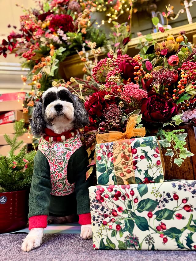 Instagram post by @corrie_and_co for Poochie Pals. Caption reads: 🎁🎀🎄 Have A Holly Jolly Monday 🎄🎀🎁 Happy....