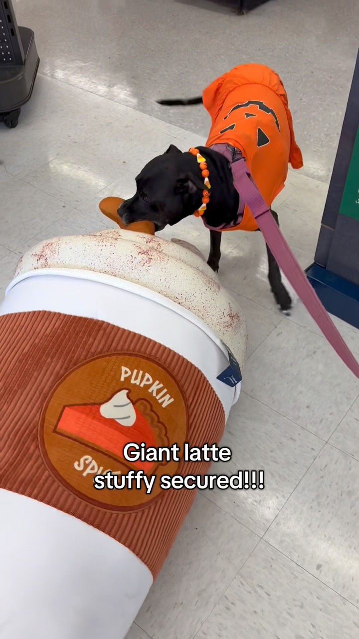 Instagram post by @pandasparties for Petco. Caption reads: GIANT LATTE STUFFY!!!!🧡 🎃 I wait all year for....