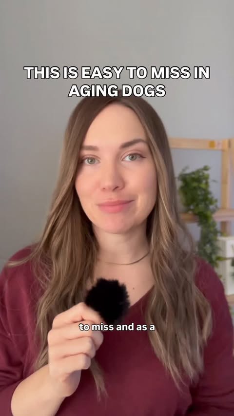 Instagram post by @doctorwolfe.dvm for Fera Pets. Caption reads: Brain changes in pets tend to happen slowly, and....