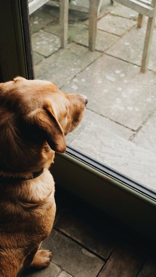 Instagram post by @sophieharveycurated for ACANA Petfoods. Caption reads: ad| Life moves fast, but the real magic happens....