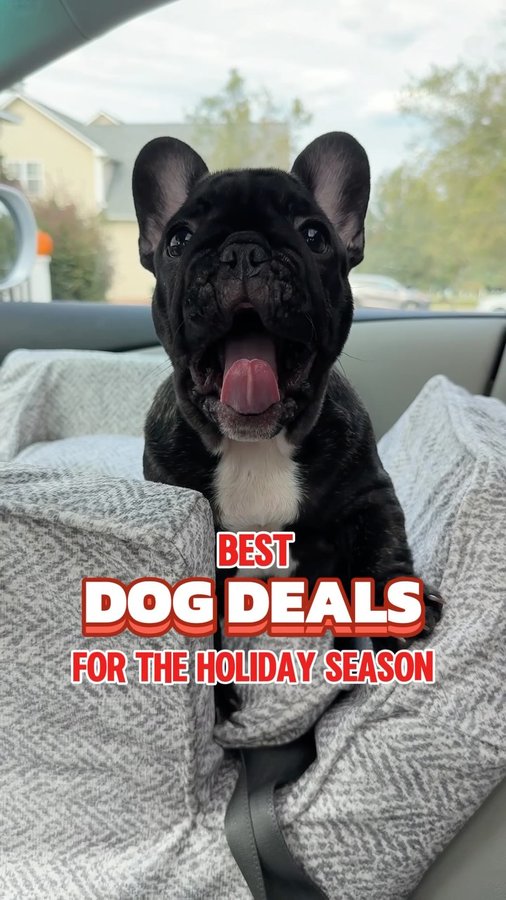 Instagram post by @vixbull for Snoozer Pet Products. Caption reads: Deal alert 🚨 our FAVORITE car travel system for....