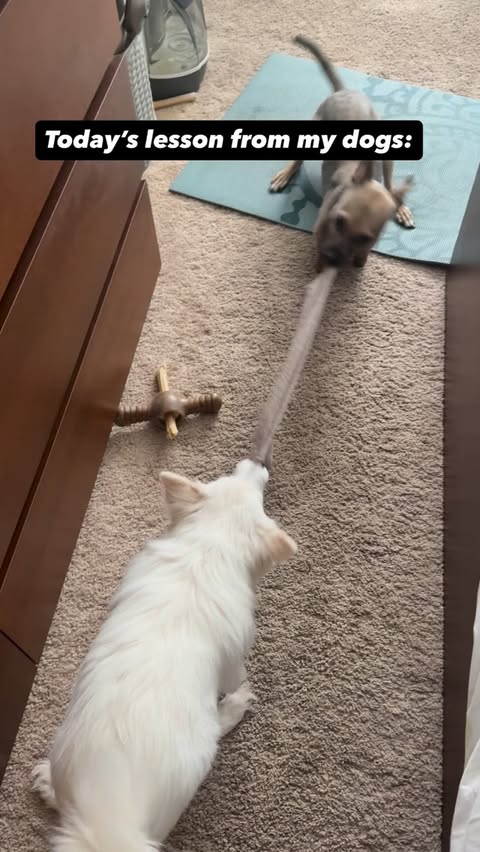 Instagram post by @amira.amiracle for The Dodo. Caption reads: Just a helpful PSA from Wyatt and Yuki.....